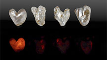 Figure 1. Top: Four heart-shaped filled natural hollow pearls weighing 34.30, 52.75, 75.86, and 98.53 ct (from left to right). Bottom: The pearls exhibit red X-ray fluorescence of varying degrees. Photos by Gaurav Bera and Eram Shaikh.