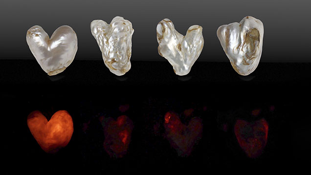 Figure 1. Top: Four heart-shaped filled natural hollow pearls weighing 34.30, 52.75, 75.86, and 98.53 ct (from left to right). Bottom: The pearls exhibit red X-ray fluorescence of varying degrees. Photos by Gaurav Bera and Eram Shaikh.