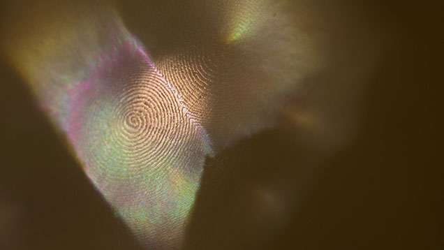 Spiral pattern of nacre platelets observed in each polygon of the mosaic pattern. Photomicrograph by Nishka Vaz; field of view 0.5 mm.