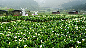 Yangmingshan National Park