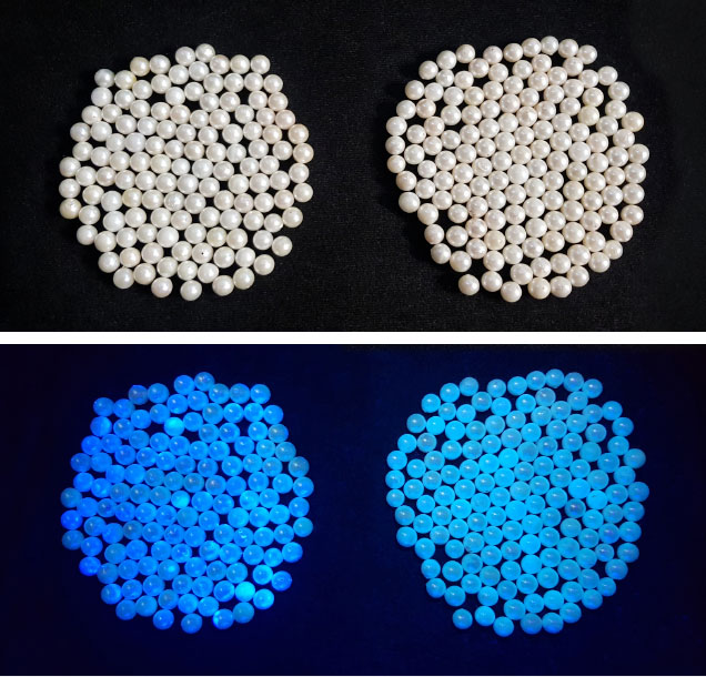 Pearls with and without optical brightening shown under standard and UV light to compare fluorescence intensity.