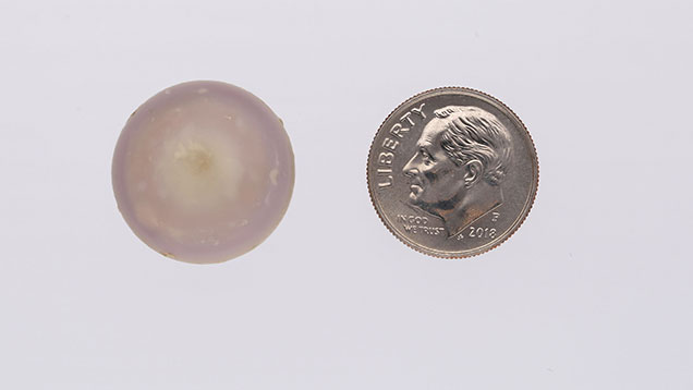 A natural pearl and coin sitting side by side as a size comparison.