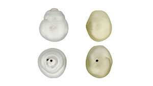 Figure 1: The external appearance (side‐on and down the drill‐holes) of the two pearls submitted for routine identification.