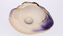 A white and purple pearl sitting in half of its shell.